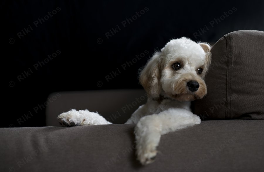 Dog on Sofa