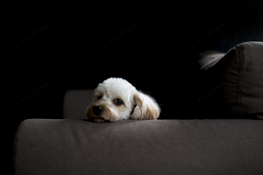 Pet · Studio